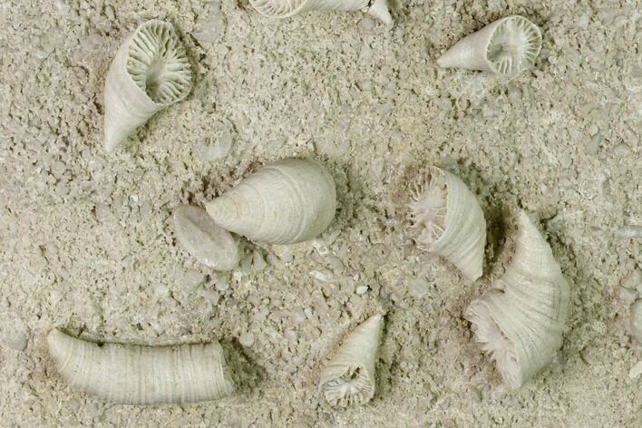 Mississippian Cuneate Coral (Neozaphrentis) Fossils - Arkansas #148600